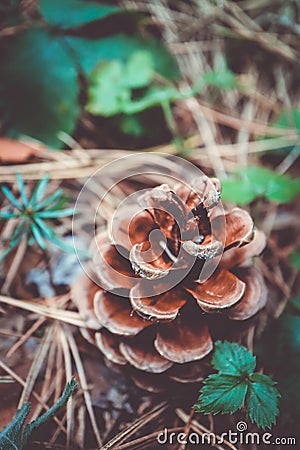 One evergreen cone on the soil closeup, fall. Pine cone macro vi Stock Photo