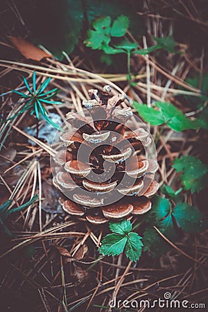 One evergreen cone on the soil closeup, fall. Pine cone macro vi Stock Photo