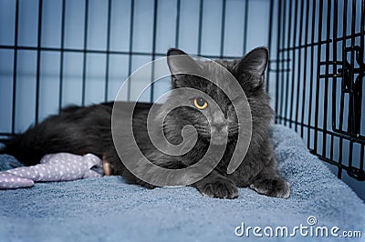 One eye gray shelter cat Stock Photo