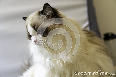 One eyed fluffy white purebred Ragdoll cat with blue eyes, sitting on the floor looking somewhere Stock Photo