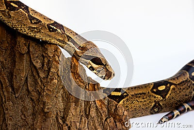 One-eyed snake boa constrictor slides on a wooden piece. visible damaged blind eye. on a white background. Stock Photo