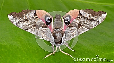 One-eyed Sphinx Moth Stock Photo