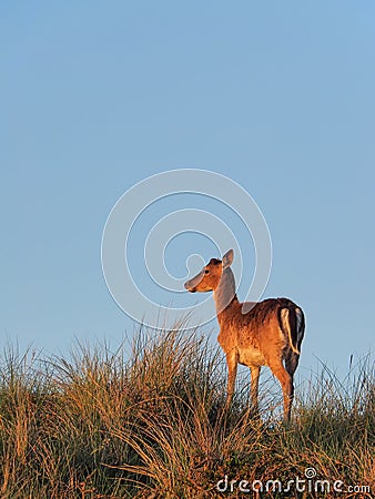 One fallow deer in the Amsterdam water supply dunes near to Amsterdam and Zandvoort Stock Photo