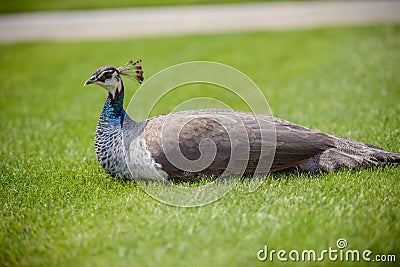 One Female Peacock in grass Stock Photo