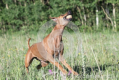 One female rhodesian ridgeback catching a ball Stock Photo