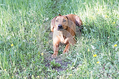 One female rhodesian ridgeback is ready to take off Stock Photo