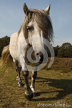 Nosey horse coming towards us Stock Photo