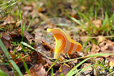 Chanterelles very well picked and tasty mushroom Stock Photo