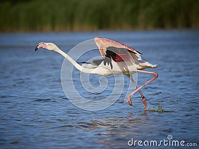 One flamingo is running on water with open wings Stock Photo