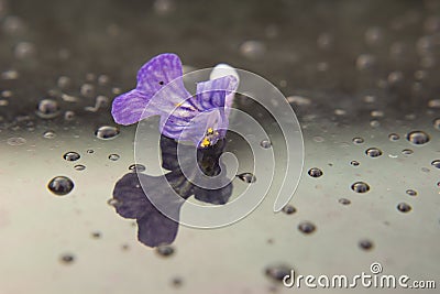 One flower of Ajuga reptans Stock Photo