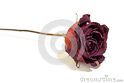 One flower dried dead flowers red rose. Wilted roses. Isolated o Stock Photo