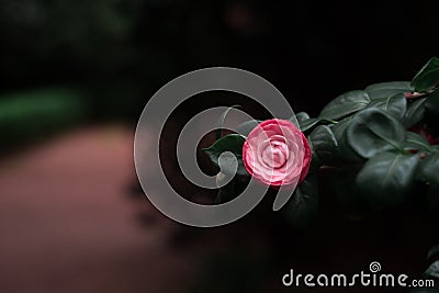 One flower in the garden Stock Photo