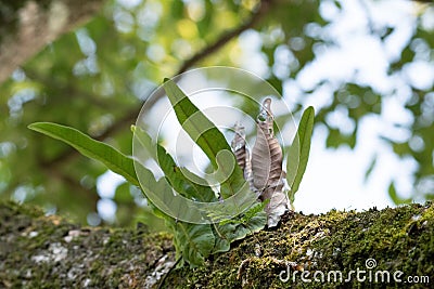 One flower, one world, one tree, one party Stock Photo