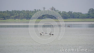 Four cranes standing in a waterbody at Oussudu- Boat Club, Puducherry, India. Zoomed Version Stock Photo