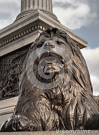 One of the four landseer bronze lions statue at the base of Nelson's column in front of National Gallery building Stock Photo