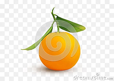 One fresh unpeeled orange citrus fruit with green leaves on stem on transparent background. Stock Photo