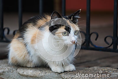 Frightened tabby street cat sitting outdoor against metal fence Stock Photo