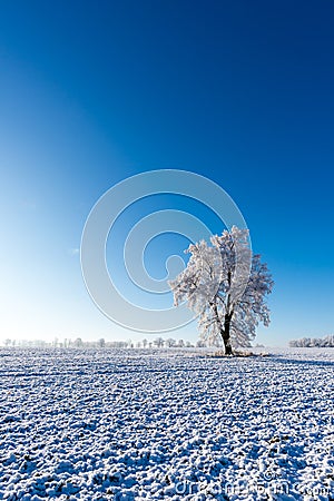 One frozen tree in the middle of field covered by snow Stock Photo