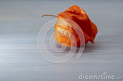 One fruit of physalis on a delicate wooden background Stock Photo