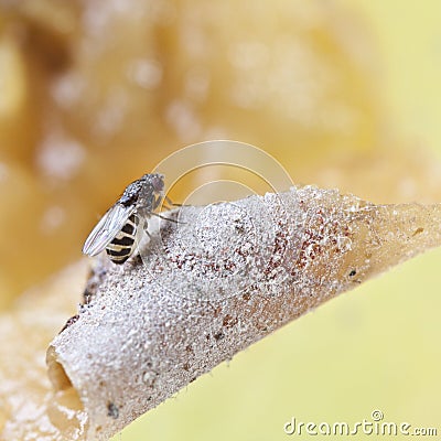 One fruitfly on the wild nature (Drosophila Melanogaster) Stock Photo