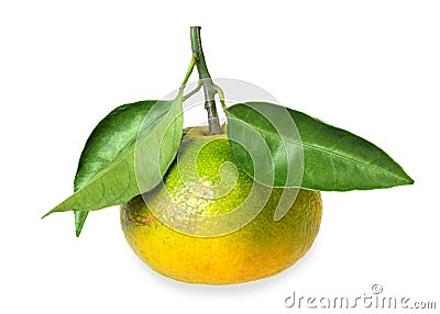 One full fruit of yellow tangerine with several green leafs Stock Photo