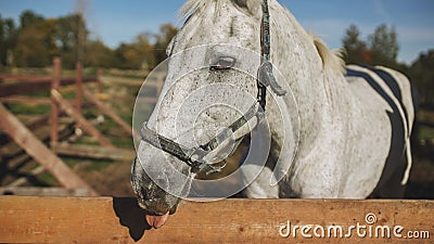 one funny horse gray-white color in farm Stock Photo