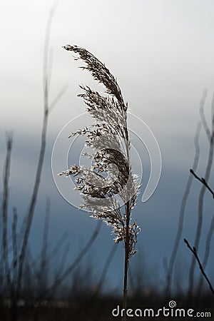 One glowing reed flower Stock Photo