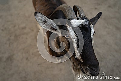 One goat looks into camera begging for food. Black and white mammal. Portrait of an animal. Close up shot. Top view Stock Photo