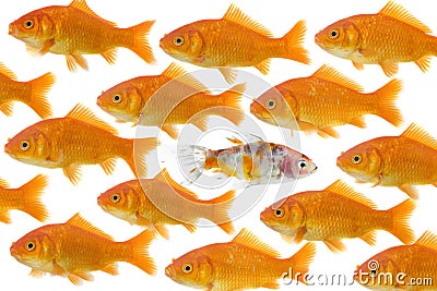 One goldfish being different Stock Photo