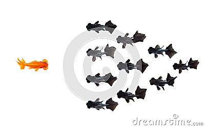 One goldfish confront group of small black goldfish isolated on white background represents courage or the idea of inspiring Stock Photo