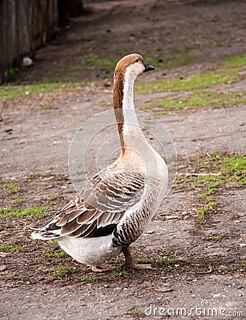 One gray goose stands on the ground in the village Stock Photo