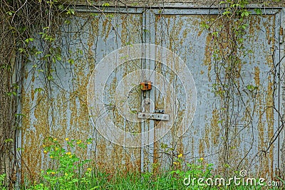 Gray rusty garage door made of metal overgrown with vegetation and green grass Stock Photo