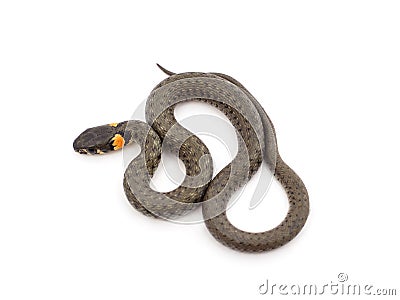 One gray snake Stock Photo