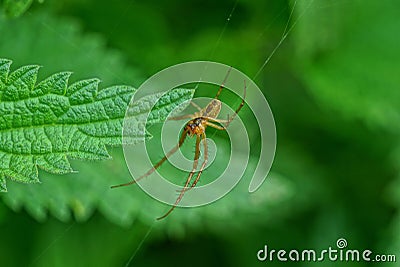 One gray spider sits on a green leaf Stock Photo