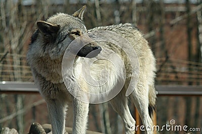 One gray wolf Stock Photo