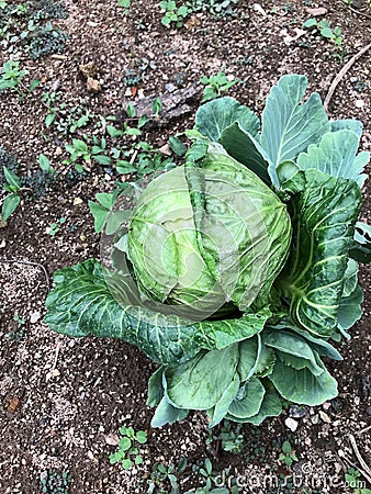 One Green Cabbage Isolated in the Backyard Stock Photo