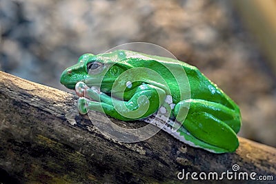 One green frog Stock Photo