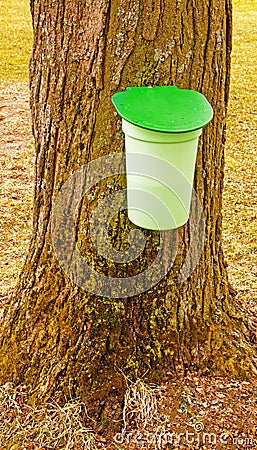 Green maple syrup bucket attached to sugar maple tree Stock Photo