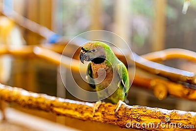 One green Nanday Parakeet sitting on a perch. Aratinga Nenday from Psittacidae family Stock Photo