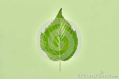 One green raspberry tree leaf on light green background, detailed macro photo of rubus berry leaf Stock Photo