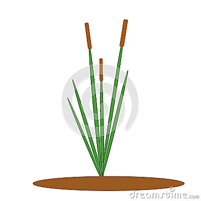 One green reed Bush with brown inflorescence, single element for vector design Stock Photo