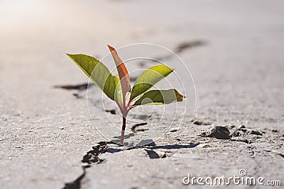 One green young seed of tree growing from cracks of asphalt road. Environment concept Stock Photo