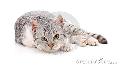 One grey cat. Stock Photo