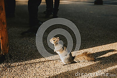 One grey curious fluffy squirrel standing in the sun light and waiting in front of kiosk for something to food in London park Stock Photo