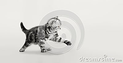 One grey stripy beautiful little kitten Stock Photo