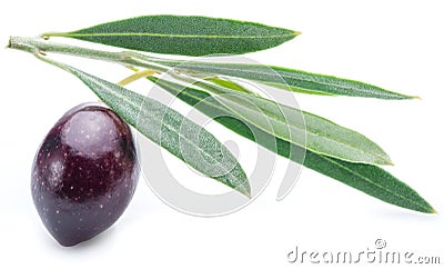 One half-ripe (semi-ripe) fresh olive berry with leaves. Stock Photo