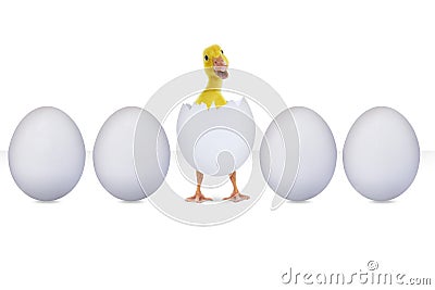 Hatched egg isolated on white Stock Photo