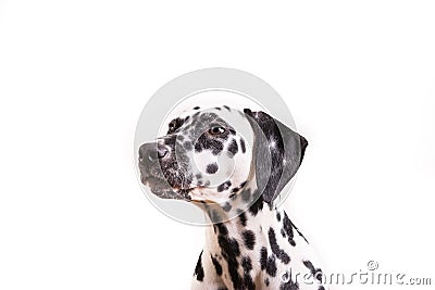 One Headshot of young dotted Dalmatian puppy Stock Photo