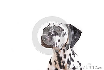 One Headshot of young dotted Dalmatian puppy Stock Photo