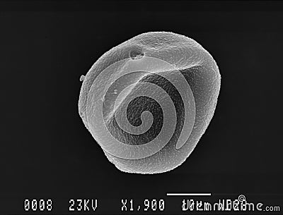 One hornbeam pollen grain scanning electron micrograph Stock Photo